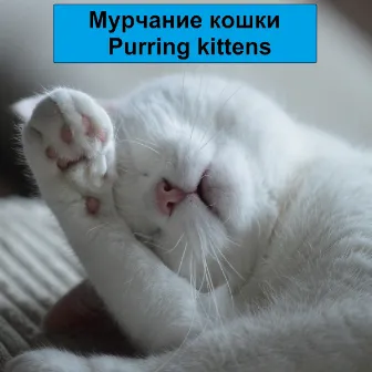 Мурчание кошки Purring kittens by Unknown Artist