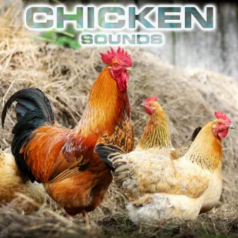 Chicken Sounds by Animals Sounds