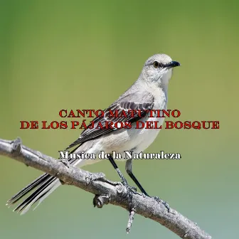 Canto Matutino de los Pájaros del Bosque by Musica de la Naturaleza