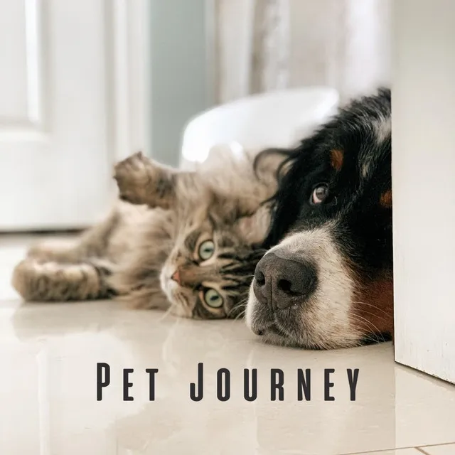 Pet Journey: Lofi Vibes and Ambient Sounds for Restful Pet Hours