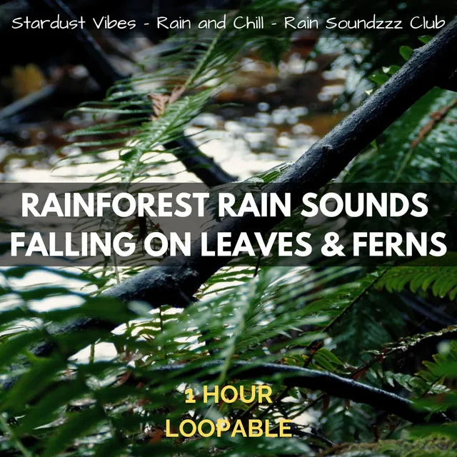 Rainforest Rain Sounds Falling on Leaves & Ferns: One Hour (Loopable)