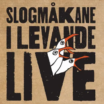 I levande live by Slogmåkane