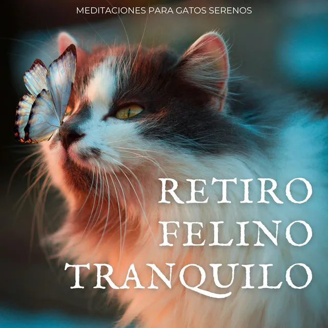 Serenidad De Meditación Felina