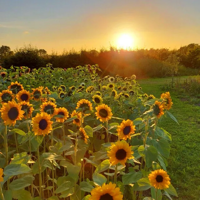 Sunflowers!