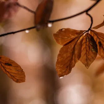 Fall's Soft Rain Symphony by Weather Office