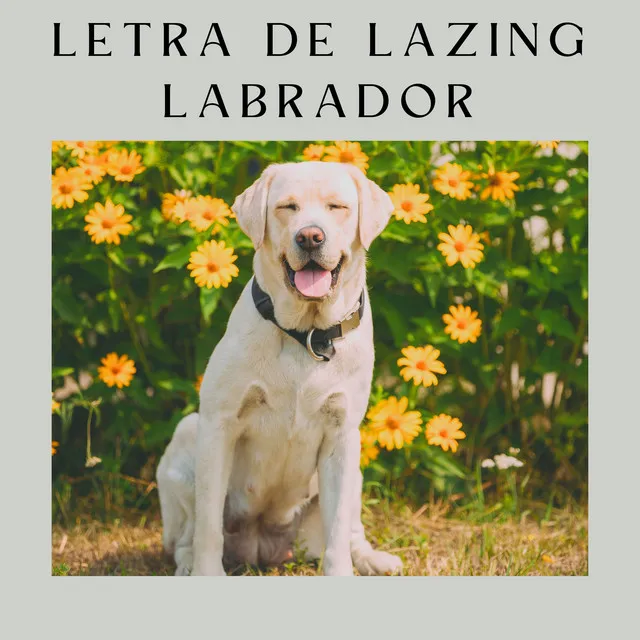 Letra de Lazing Labrador