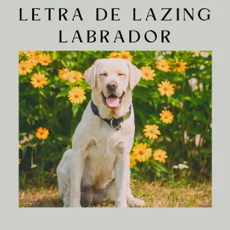 Letra de Lazing Labrador by Música de Cachorro Calmante