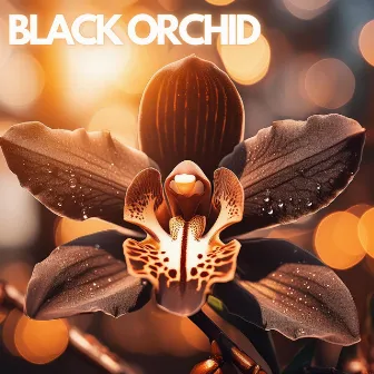 Black Orchid by Bread & Water