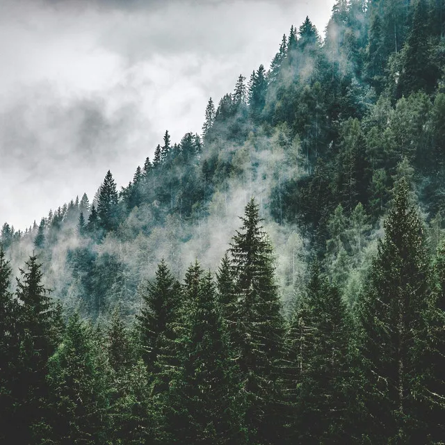 Windy Pine Forest