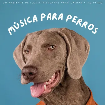 Música Para Perros: Un Ambiente De Lluvia Relajante Para Calmar A Tu Perro by Música para los oídos de los perros