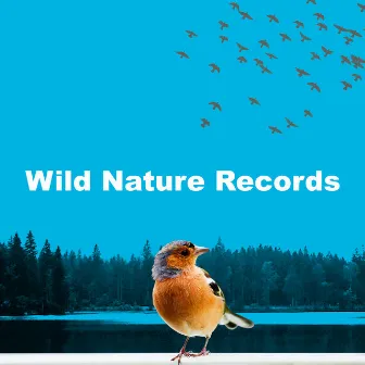 Wild Nature Records by Spa Nature