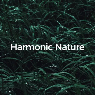 Harmonic Nature (Solfeggio Birdsong and Brook) by Organic Nature Sounds