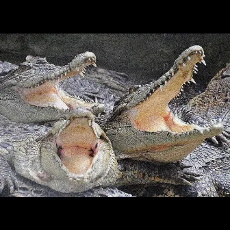 King Alligators by Unknown Artist