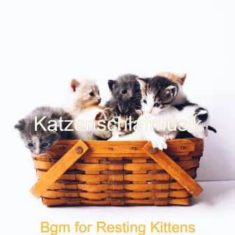 Bgm for Resting Kittens by Katzenschlafmusik