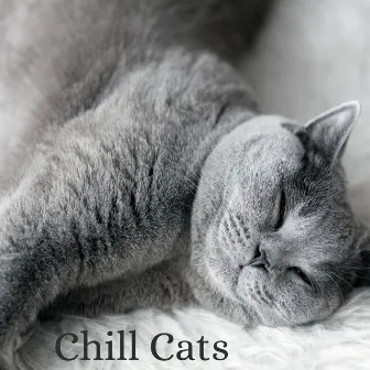 Chill Cats by Unknown Artist