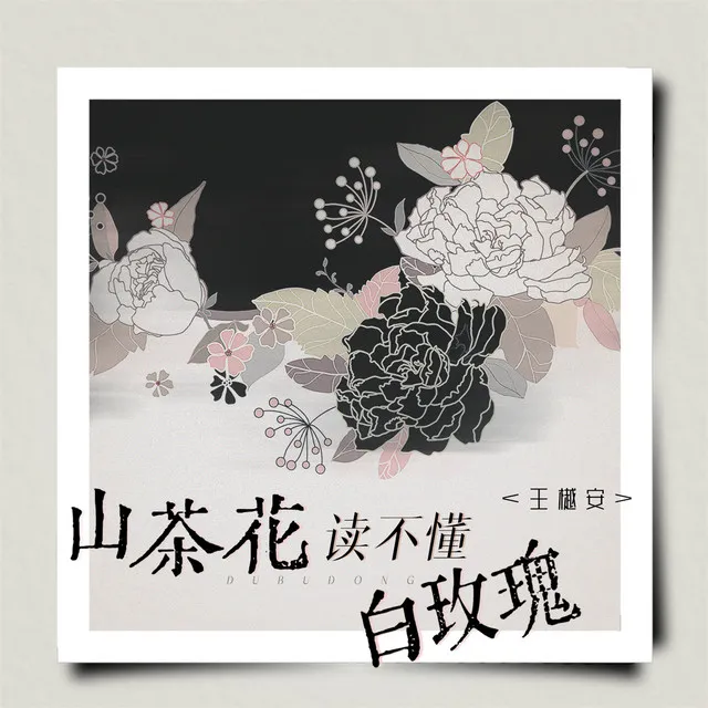 山茶花读不懂白玫瑰