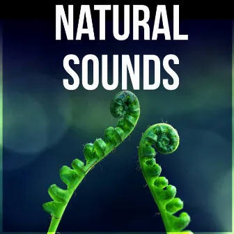 Natural Sounds - Time for Study, Effective Working Music, Mental Inspiration, Focus on Learning by Awesome Nature Sounds Ensemble