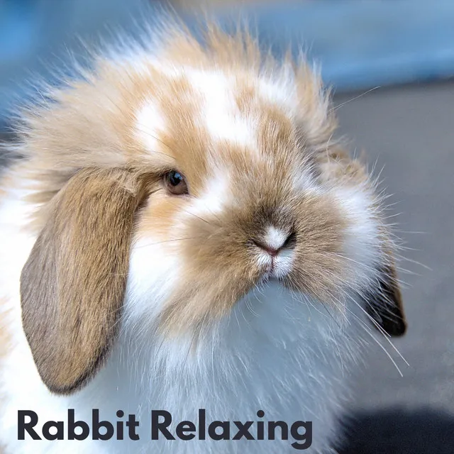 Relax My Rabbit