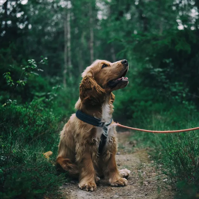 Binaural Beats to Soothe Dogs: Calming Soundwaves