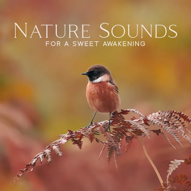 Nature Sounds For A Sweet Awakening – Nature Life Background (Birds, Rain, Rivers, Waterfalls & Forest)