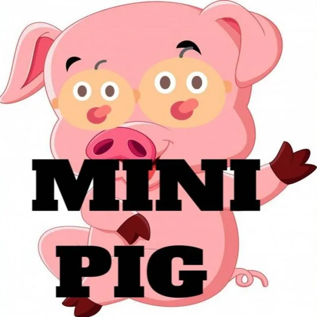 Mini Pig