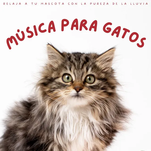 Música Para Gatos: Relaja A Tu Mascota Con La Pureza De La Lluvia