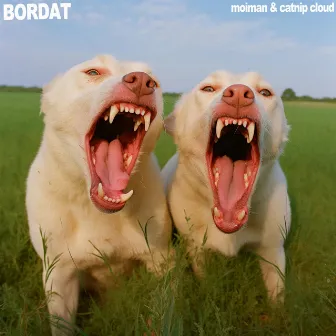 BORDAT by Moiman