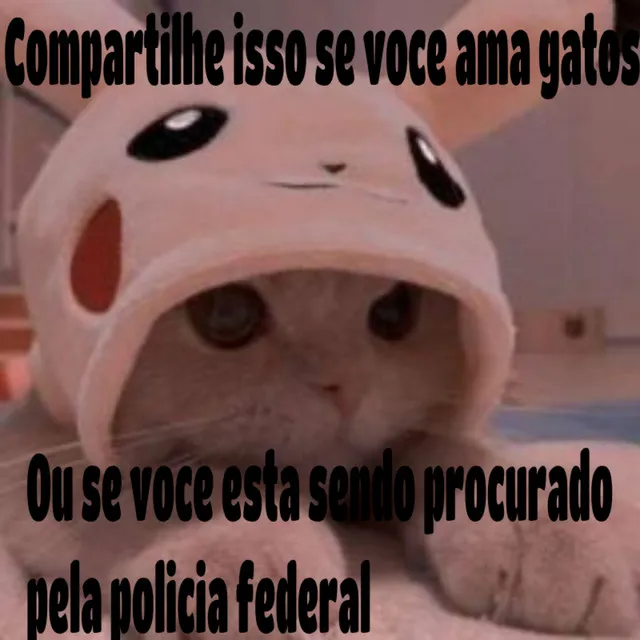 compartilhe esse som se vc ama gatos ou se vc esta sendo procurado pela policia federal