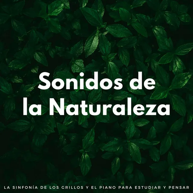 Estudio De La Naturaleza Armoniosa