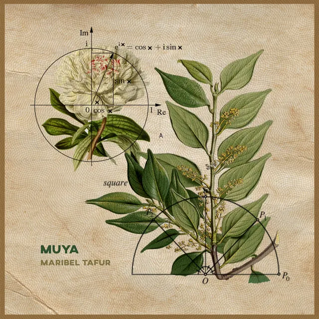 Muya