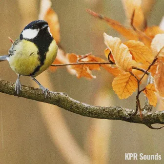 Soothing Birds by KPR Sounds