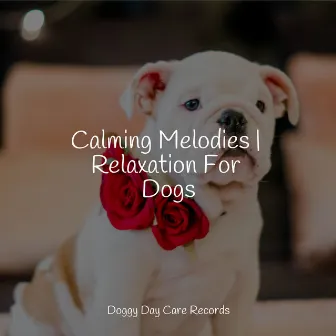 Calming Melodies | Relaxation For Dogs by Relaxmydog