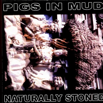 Naturally Stoned by Pigs in Mud