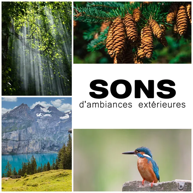 Sons d'ambiances extérieures (Sous-bois calme avec chants d'oiseaux, Fleuve et lac, Silence naturel avec vent léger, Bruit d'écoulement d'eau, Vagues)