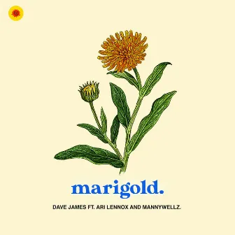 Marigold by Dave James