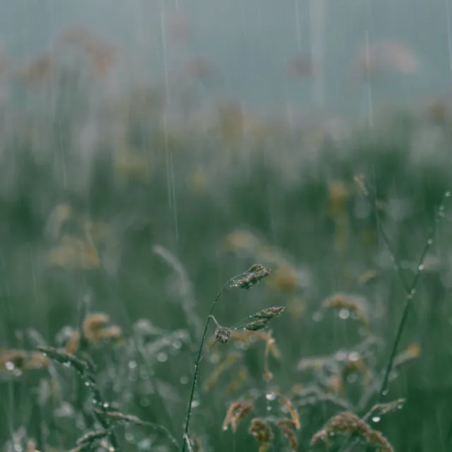 Ambient Rain Sounds