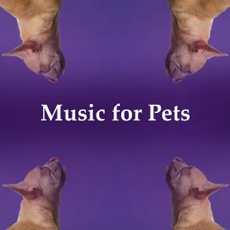 Music for Pets by Beruhigende Musik für Hunde