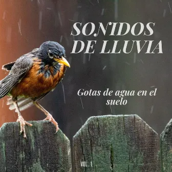 Sonidos de lluvia: Gotas de agua en el suelo Vol.1 by Canal de la Naturaleza sin Interrupción