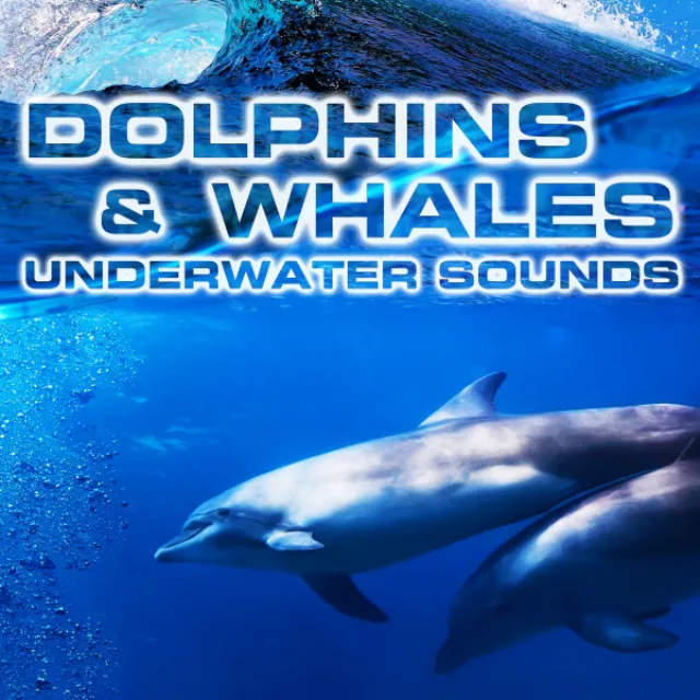 Dolphins & Whales Underwater Sounds