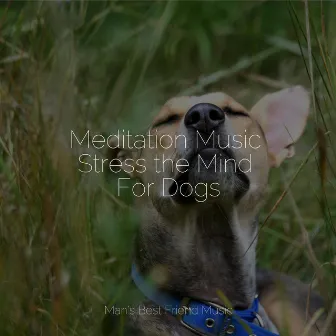 Meditation Music Stress the Mind For Dogs by Relaxmydog