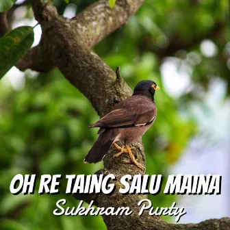 Oh Re Taing Salu Maina by Sukhram Purty