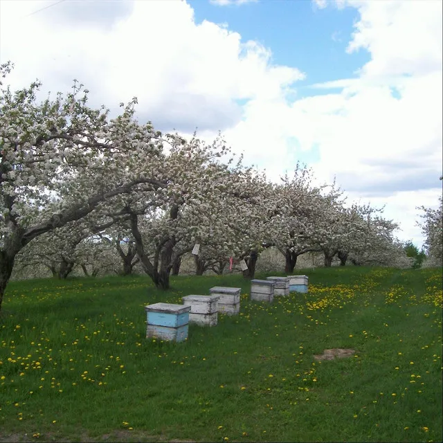 Apple Blossom Time