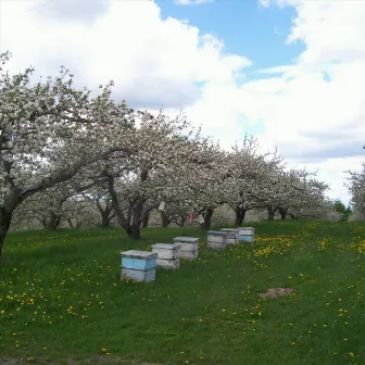 Apple Blossom Time by Chris Rawlings