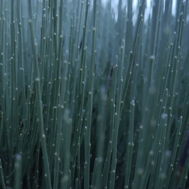 Chlorophytum Comosum