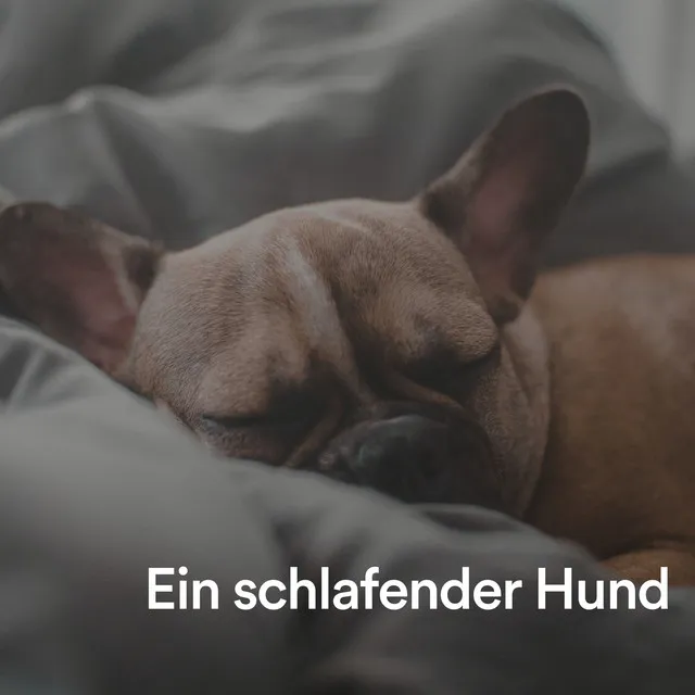 Hunde Entspannungs Ambiente