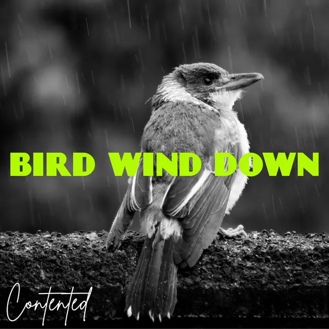 Bird Wind Down - Seamless