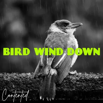 Bird Wind Down by Contented