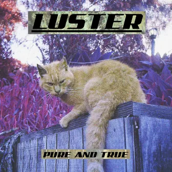 Pure and True by Luster