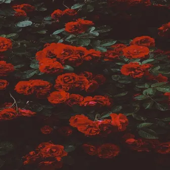 ROSES by VRN Drxw