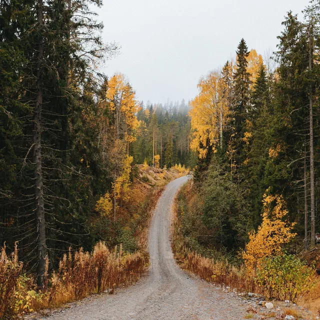 Evening Stroll On Dirt Road